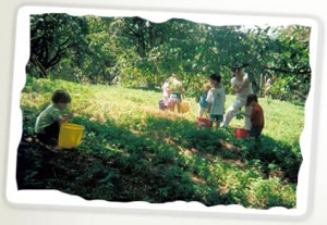 levering orchard virginia apple orchard cherry orchard levering orchard virginia apple